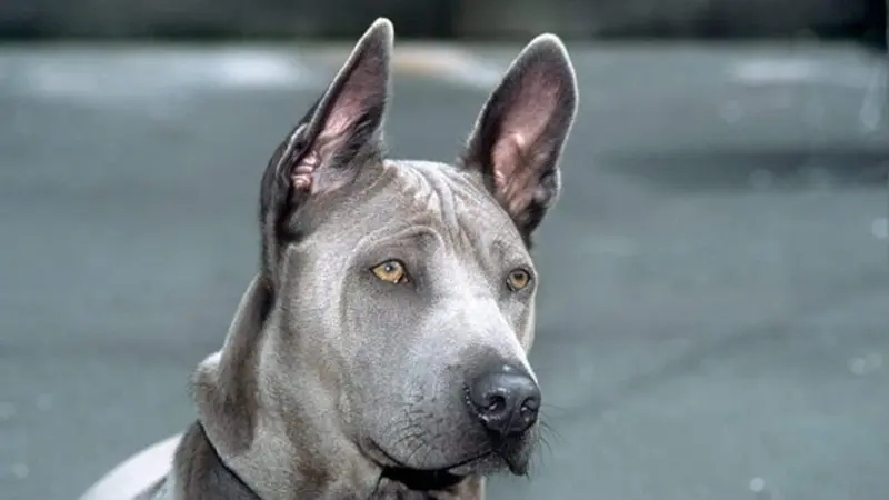 Hình ảnh chó Thai Ridgeback ấn tượng 11