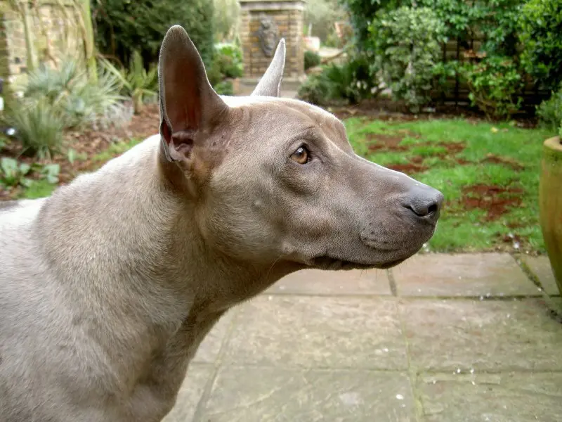 Hình ảnh chó Thai Ridgeback ấn tượng 12