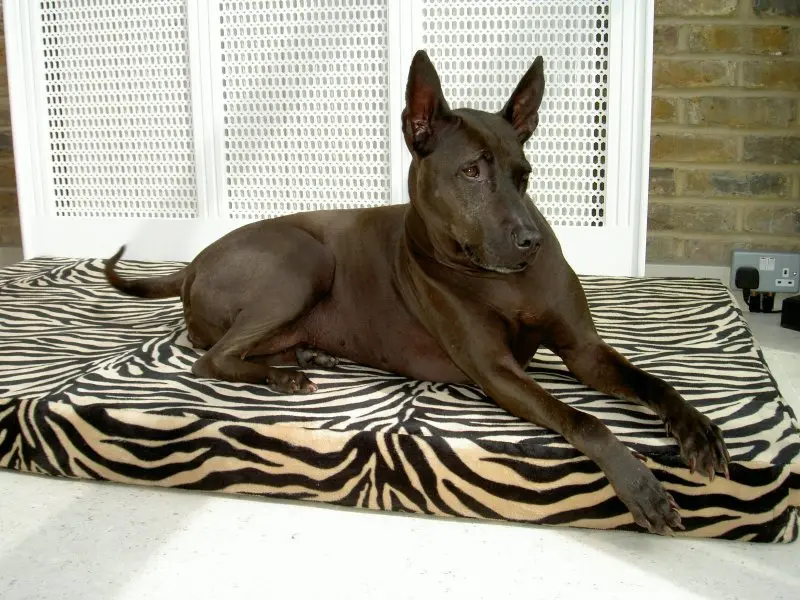 Hình ảnh chó Thai Ridgeback ấn tượng 13