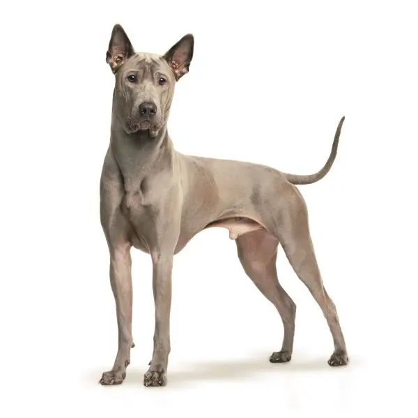 Hình ảnh chó Thai Ridgeback ấn tượng 14