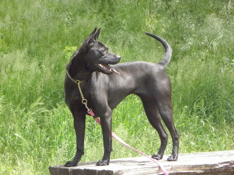 Hình ảnh chó Thai Ridgeback ấn tượng 15