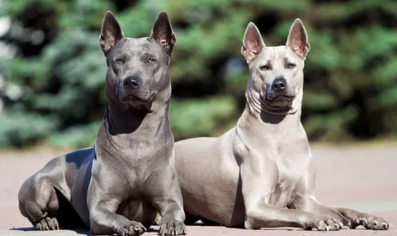 Hình ảnh chó Thai Ridgeback ấn tượng 16