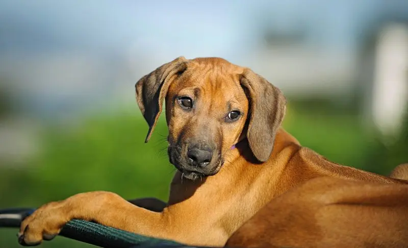 Hình ảnh chó Thai Ridgeback ấn tượng 17