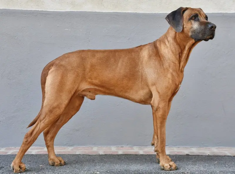 Hình ảnh chó Thai Ridgeback ấn tượng 18