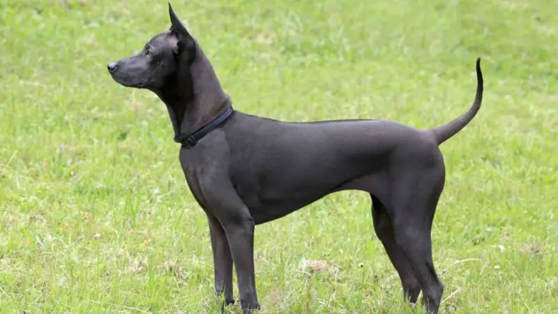 Hình ảnh chó Thai Ridgeback ấn tượng 19