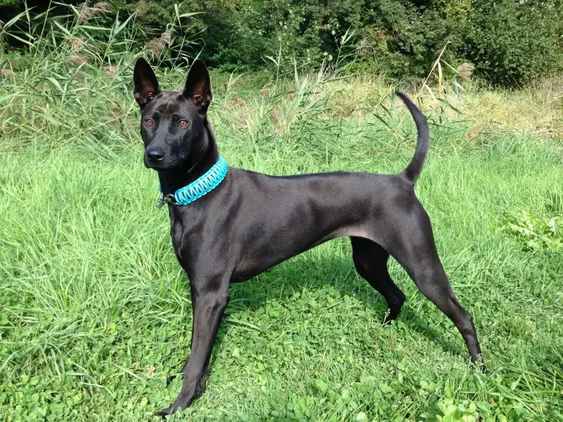 Nguồn gốc của chó Thai Ridgeback