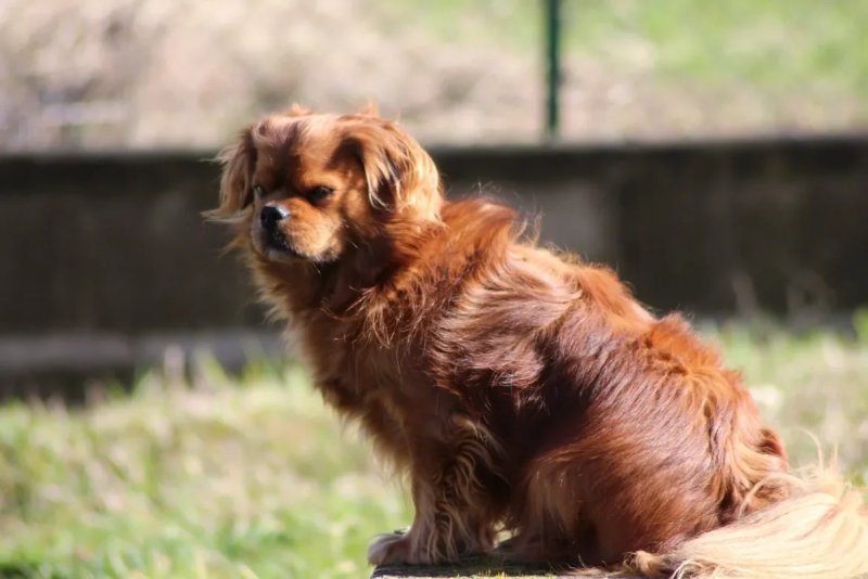 Cách chăm sóc chó Tibetan Spaniel 1