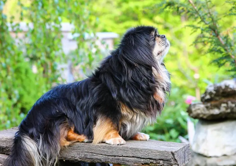 Cách chăm sóc chó Tibetan Spaniel 3