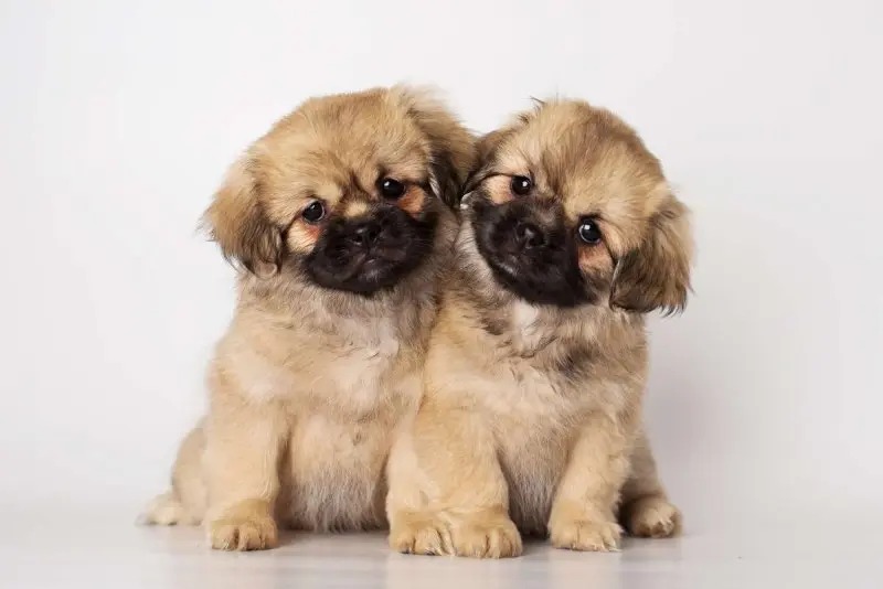 Tuổi thọ và sức khỏe của chó Tibetan Spaniel