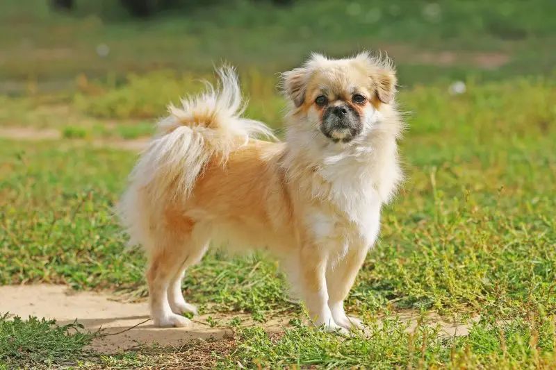 Một số hình ảnh chó Tibetan Spaniel 1