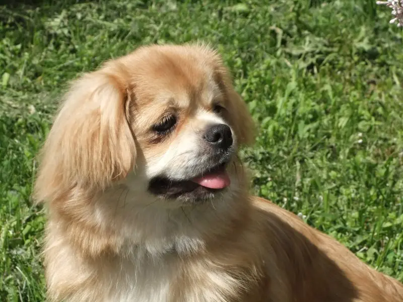 Một số hình ảnh chó Tibetan Spaniel 2