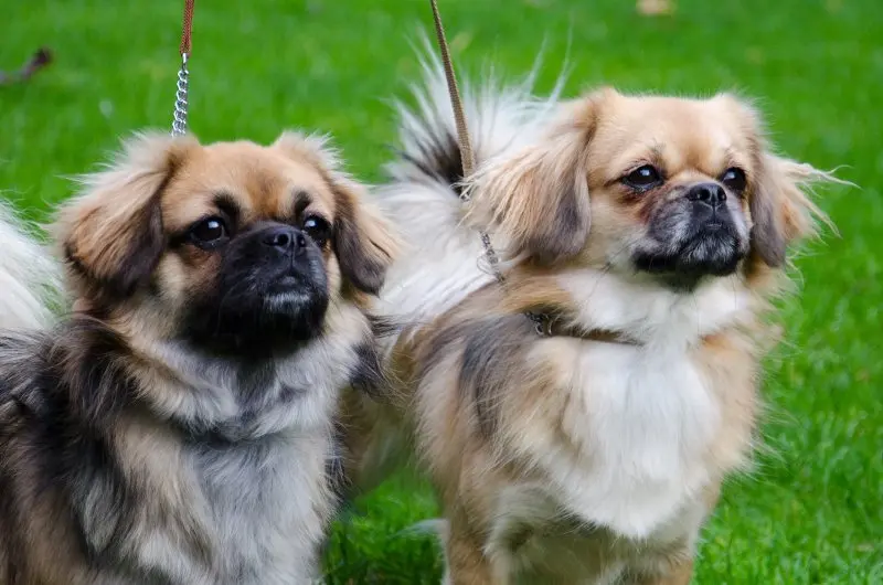 Một số hình ảnh chó Tibetan Spaniel 3