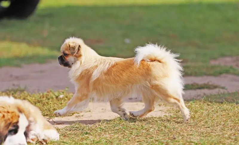 Một số hình ảnh chó Tibetan Spaniel 4