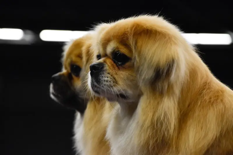 Một số hình ảnh chó Tibetan Spaniel 5