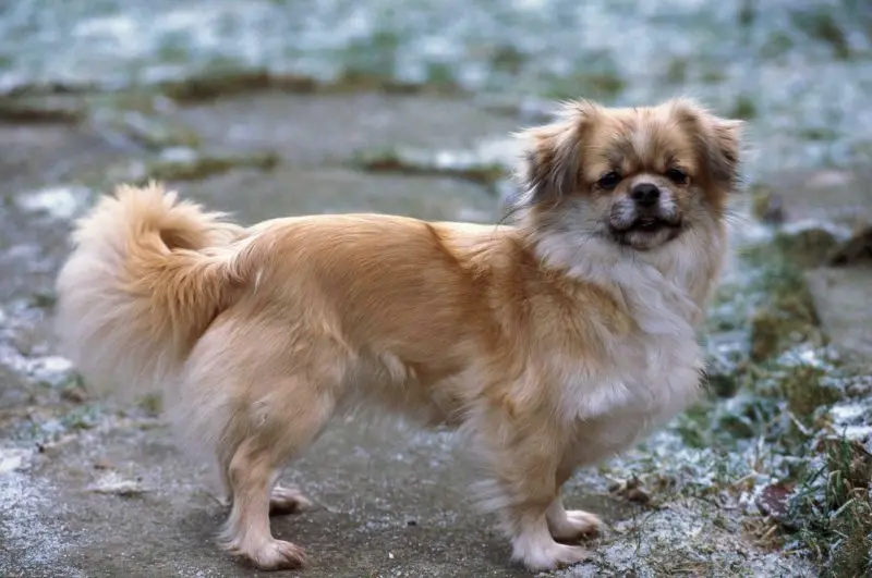 Một số hình ảnh chó Tibetan Spaniel 6