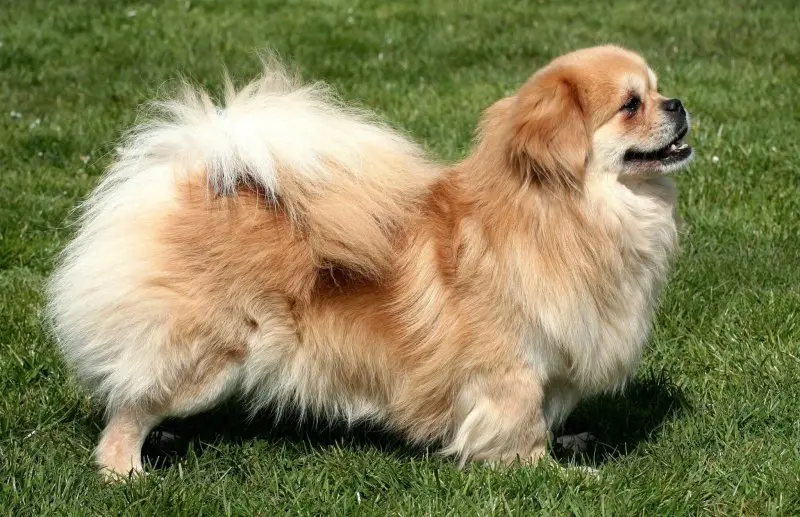 Một số hình ảnh chó Tibetan Spaniel 7