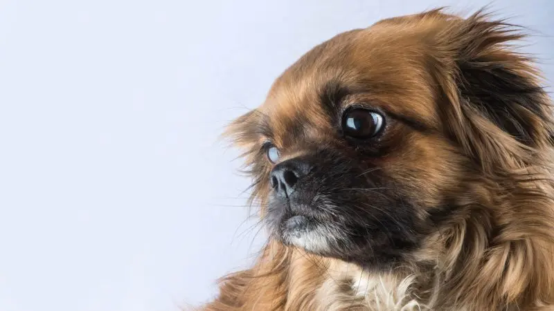 Một số hình ảnh chó Tibetan Spaniel 8