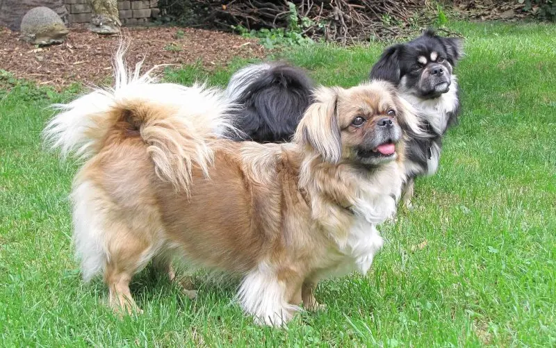 Một số hình ảnh chó Tibetan Spaniel 9