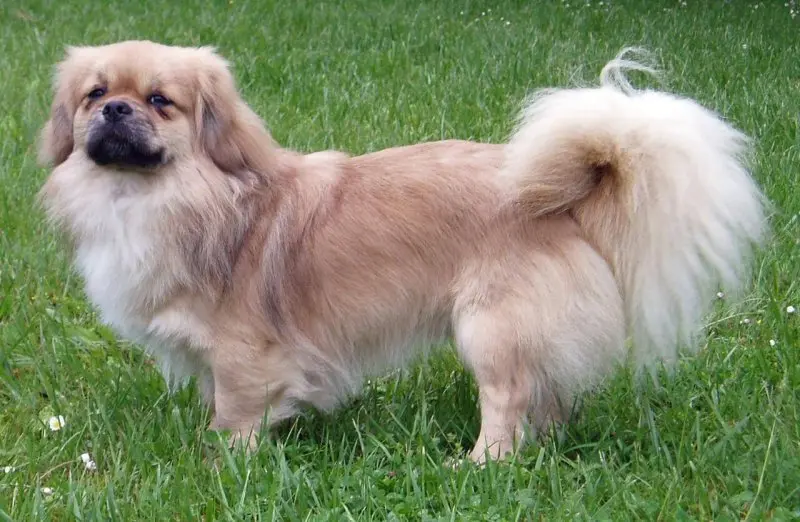 Một số hình ảnh chó Tibetan Spaniel 10