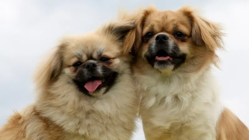 Một số hình ảnh chó Tibetan Spaniel 11