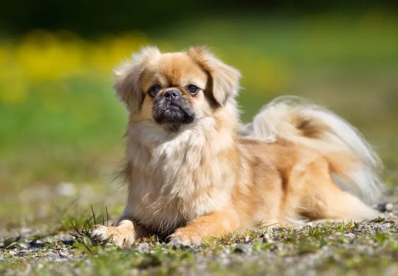 Một số hình ảnh chó Tibetan Spaniel 12