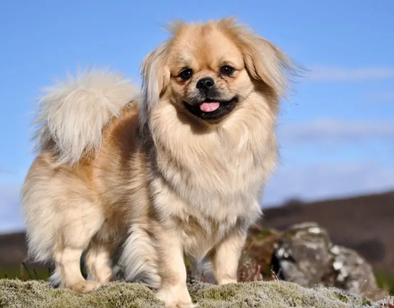 Một số hình ảnh chó Tibetan Spaniel 13