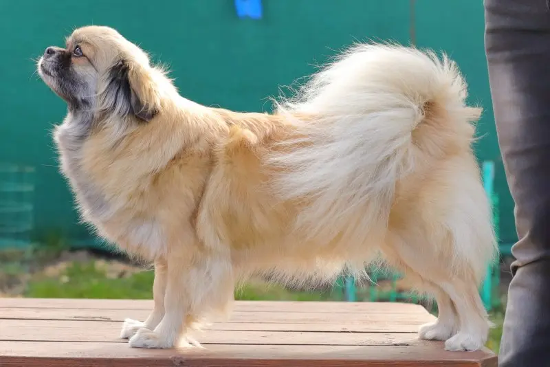 Một số hình ảnh chó Tibetan Spaniel 14