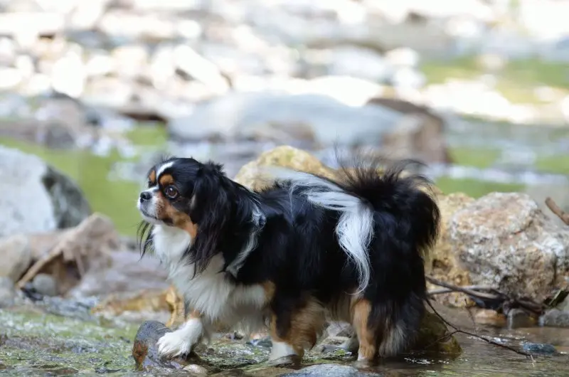 Một số hình ảnh chó Tibetan Spaniel 15