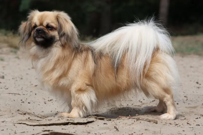 Một số hình ảnh chó Tibetan Spaniel 16