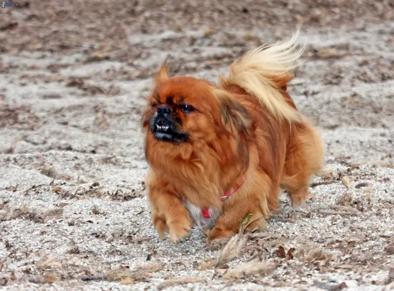 Một số hình ảnh chó Tibetan Spaniel 17