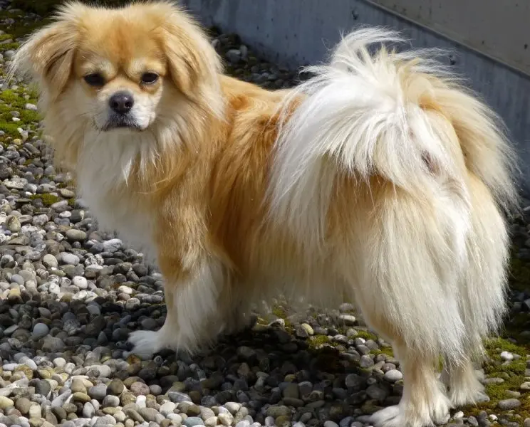 Một số hình ảnh chó Tibetan Spaniel 18