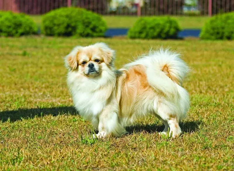 Một số hình ảnh chó Tibetan Spaniel 19