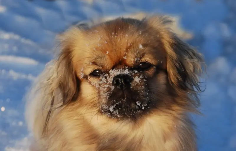 Một số hình ảnh chó Tibetan Spaniel 20