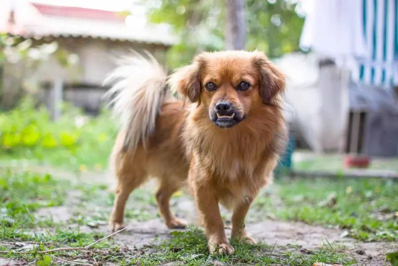 Một số hình ảnh chó Tibetan Spaniel 21