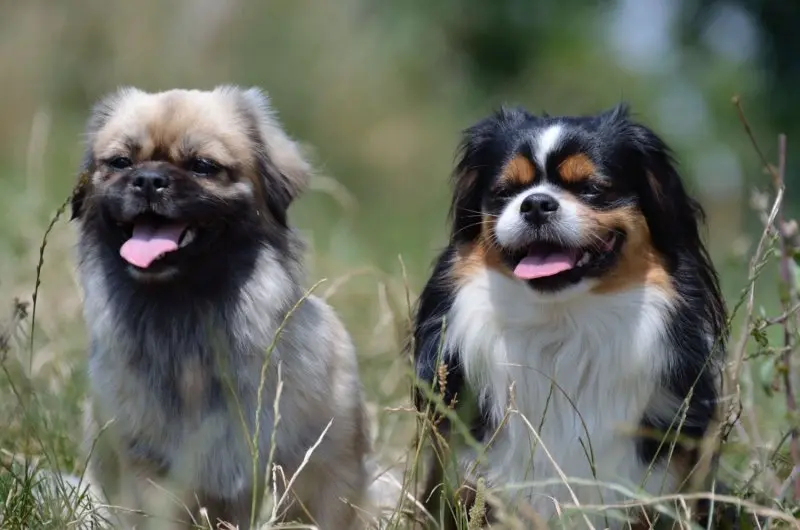 Một số hình ảnh chó Tibetan Spaniel 22