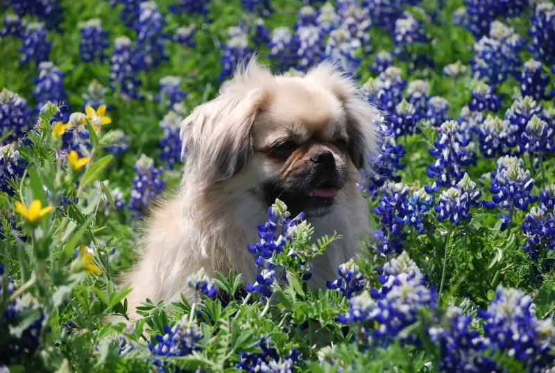 Một số hình ảnh chó Tibetan Spaniel 23