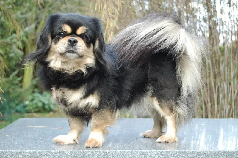 Một số hình ảnh chó Tibetan Spaniel 24