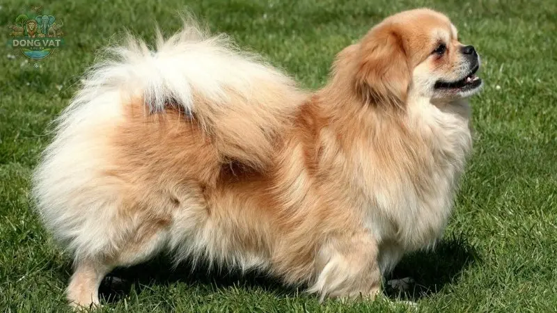 Nguồn gốc của chó Tibetan Spaniel