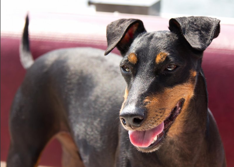 Phân loại chó Manchester Terrier