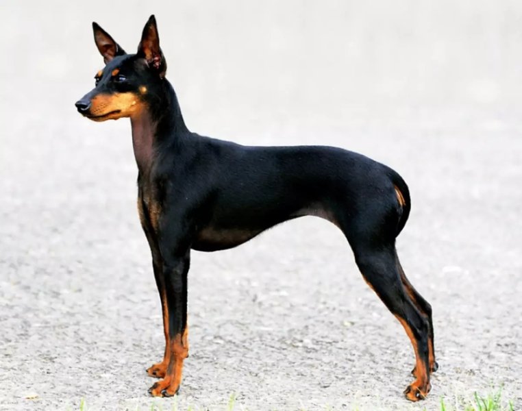 Cách chăm sóc chó Toy Manchester Terrier 1