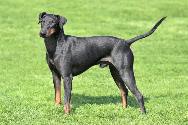 Một số hình ảnh chó Toy Manchester Terrier 1