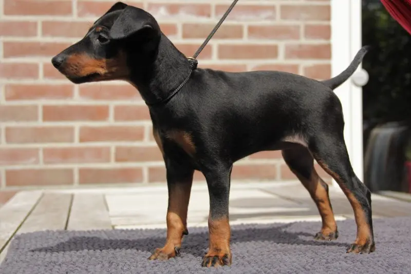 Một số hình ảnh chó Toy Manchester Terrier 2