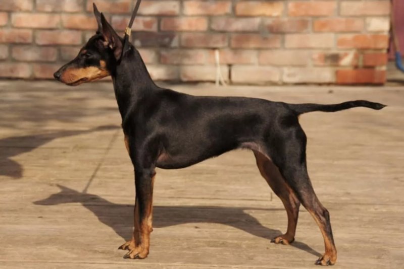 Một số hình ảnh chó Toy Manchester Terrier 3