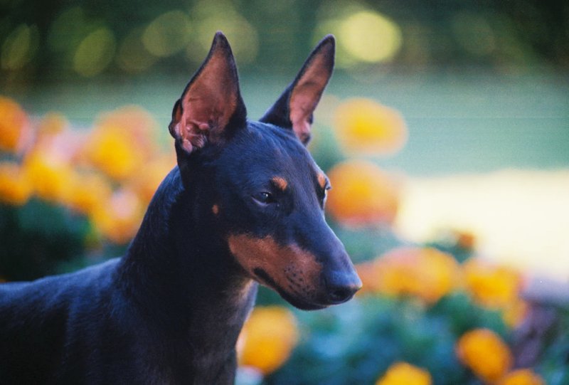 Một số hình ảnh chó Toy Manchester Terrier 4