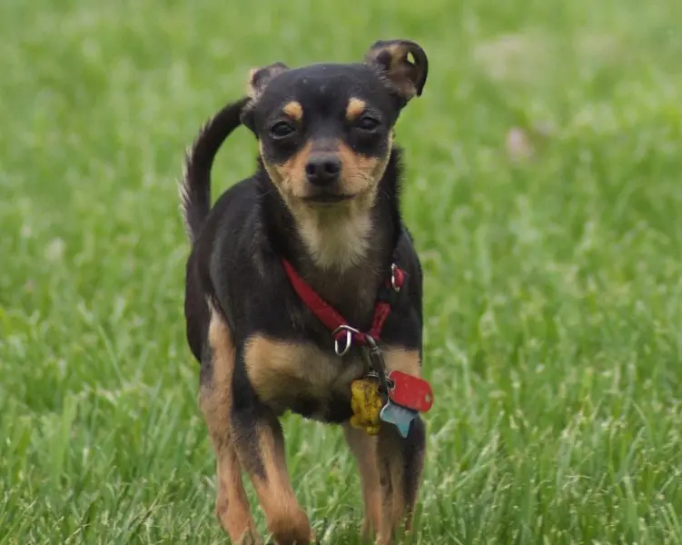 Một số hình ảnh chó Toy Manchester Terrier 6