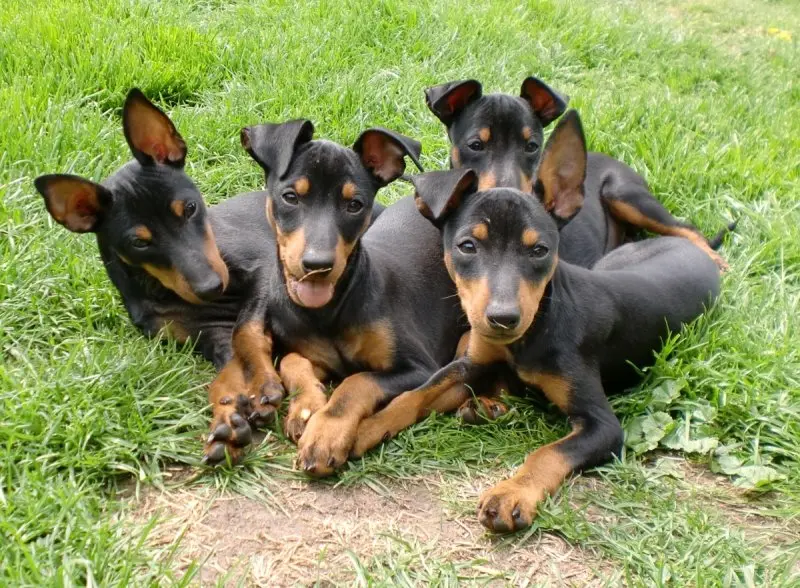 Một số hình ảnh chó Toy Manchester Terrier 7