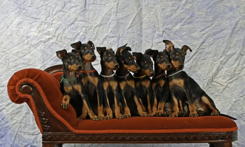 Một số hình ảnh chó Toy Manchester Terrier 8