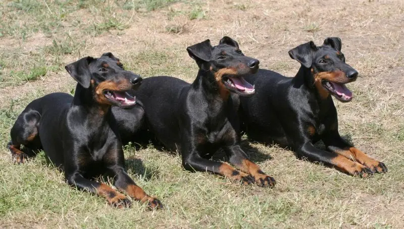 Một số hình ảnh chó Toy Manchester Terrier 10