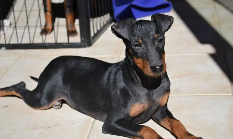 Một số hình ảnh chó Toy Manchester Terrier 11