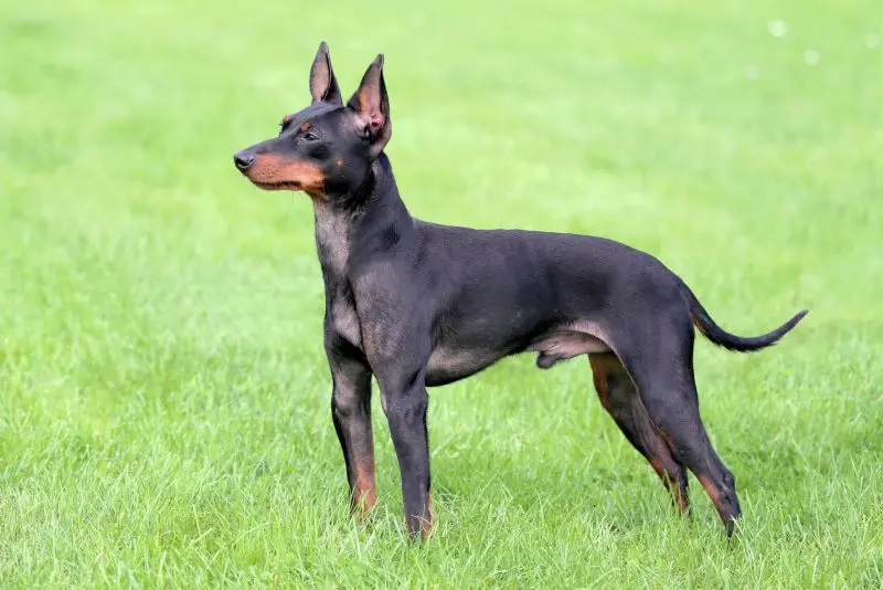 Một số hình ảnh chó Toy Manchester Terrier 12